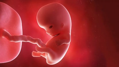 مراحل تطور الجنين في بطن أمه