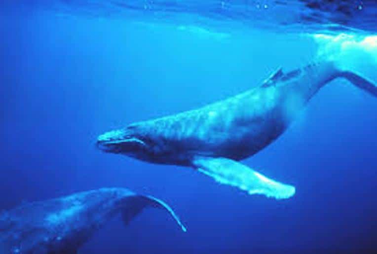 صوت الحوت الازرق