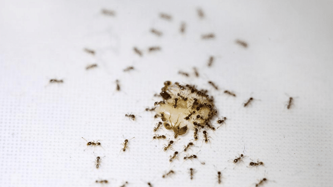 ظهور النمل فى المنزل وطرق التخلص منه