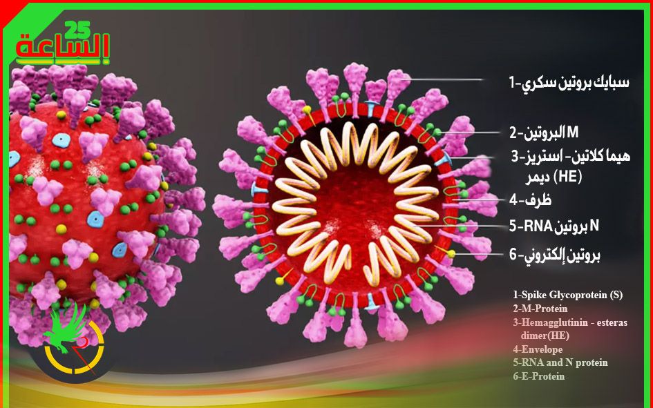 بنية فيروس كورونا