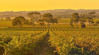 صناعة النبيذ من جريناش: رحلة بأستراليا