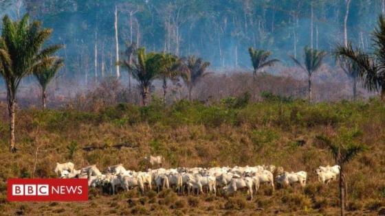 صادرات فول الصويا ولحم البقر في الأمازون مرتبطة بإزالة الغابات