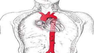 اكبر شريان في جسم الانسان