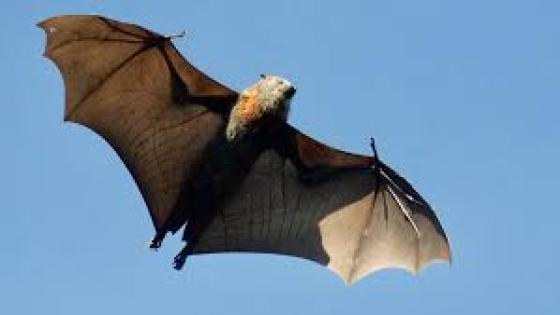 كارثة.. الخفافيش سبب انتشار كورونا